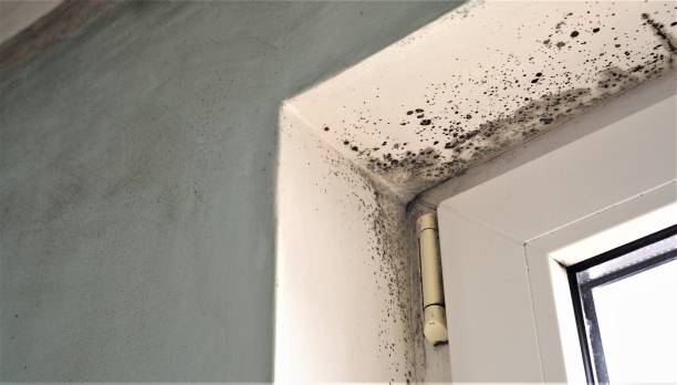 Best HVAC Mold Inspection and Cleaning  in Keaau, HI