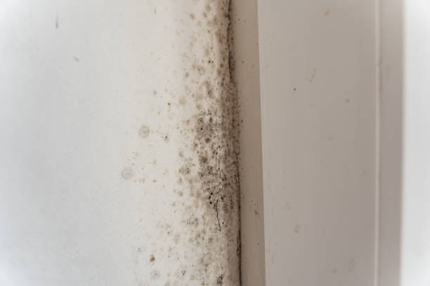 Best Asbestos and Lead Testing During Mold Inspection  in Keaau, HI